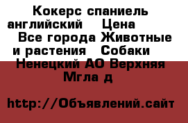 Кокерс спаниель английский  › Цена ­ 4 500 - Все города Животные и растения » Собаки   . Ненецкий АО,Верхняя Мгла д.